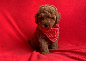 Safkan Toy Poodle Yavrularımız